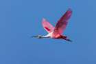 Roseate spoonbill flying-Stick Marsh-Florida Art Print